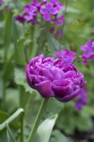 Tulipa 'Blue Diamond', une tulipe double tardive avec des fleurs ébouriffées de style pivoine qui durent jusqu'en mai
