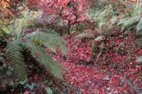 Un chemin incurvé, couvert de feuilles d'acer palmatum rouge vif tombées, serpente à travers un ravin bordé de fougères de chaque côté et un petit ruisseau coule à droite du chemin. La maison du jardin, Yelverton. Automne, novembre