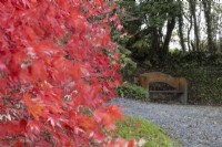 Un Acer palmatum aux feuilles d'automne rouge vif se trouve à gauche tandis qu'un banc en bois se trouve à l'arrière-plan avec un large chemin de gravier qui y mène. Un talus avec des arbres se trouve derrière le banc. La maison du jardin, Yelverton. Automne, novembre