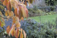 Vue sur un banc couvert de lichens sur la terrasse de Bowling Green, avec le feuillage d'automne de Prunus Taihaku au premier plan. Fermer. La maison du jardin, Yelverton. Automne, novembre