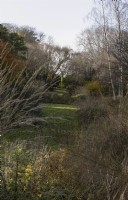 Une vue entre des graminées ornementales, une pelouse aux bords incurvés et une variété d'arbres au feuillage et aux couleurs d'automne. La maison du jardin, Yelverton. Automne, novembre