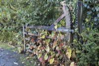 Un portail en bois, ouvert contre une haie, est traversé par un Begonia grandis evansiana, au feuillage et aux couleurs automnales. La maison du jardin, Yelverton. Automne, novembre