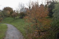 Stewartia Sinensis, Stewarta chinois, avec feuillage d'automne, arbre à côté d'un chemin de gravier incurvé avec un arboretum en pente en arrière-plan. La maison du jardin, Yelverton. Automne, novembre