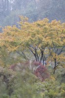 Une forte averse de pluie sur les arbres au feuillage et aux couleurs d'automne. Automne. Novembre.