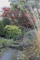Un chemin couvert de mousse et des marches mènent à travers une variété d'arbustes jusqu'à un acer palmatum Griseum. La maison du jardin, Yelverton. Automne, novembre