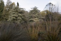 Une vue de deux Cornus contraversa variegata en arrière-plan avec des graminées ornementales au premier plan. La maison du jardin, Yelverton. Automne, novembre