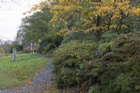 Un chemin de gravier monte vers les arbres avec un jardin boisé à droite et une pelouse à gauche. Les couleurs d'automne sont sur les arbres et les feuilles d'automne tombées sur le chemin. La maison du jardin, Yelverton. Automne, novembre