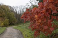 Un chemin de gravier incurvé mène à un arboretum avec Acer palmatum Ariadne aux feuilles rouges sur la droite. La maison du jardin, Yelverton. Automne, novembre