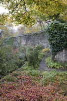 Une bande de géranium Phaeum Maragret Wilson, avec un haut mur de pierre avec du lierre en arrière-plan et un arbre au feuillage d'automne. Novembre. Automne. La maison du jardin, Yelverton.
