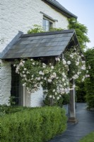 Rosa 'New Dawn' grimpe sur le porche carrelé d'une vieille maison