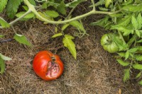 Solanum lycopersicum partiellement consommé - Tomate dans un potager en été.