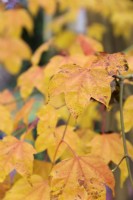 Acer wilsonii en automne mi-novembre
