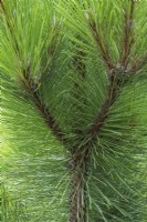Pinus resinosa 'Morel' - Pin rouge en été.