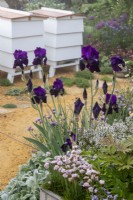 Iris germanica 'Draco' poussant dans un parterre de fleurs à côté des ruches