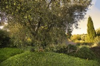 Jardin méditerranéen avec vieil olivier, Olea Europaea.Couvre-sol : Arctotheca calendula, Arctotheca prostrata.Italie, Maremme toscane, OrbetelloAutomne, octobre