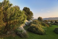Vue d'ensemble du jardin méditerranéen avec plantation massive de plantes, d'arbustes et d'arbres tolérants à la sécheresse, notamment Arundo donax, grande canne vivace ou roseau espagnol à gauche. Italie, Maremme Toscane, OrbetelloAutomne, Octobre