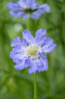 Scabiosa caucasica 'Perfecta Blue', scabieuse, plante herbacée vivace à fleurs bleu pâle de juin à l'automne.