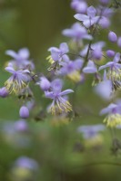 Thalictrum delavayi, une plante vivace qui produit des gerbes duveteuses de fleurs violet pâle sur des tiges vertes dressées au-dessus de touffes de feuilles gris-vert ressemblant à des fougères.