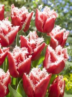 Tulipa Crispa Nouveau Père Noël, printemps avril