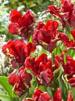 Tulipa Parrot Seadov, printemps avril