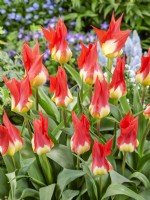 Tulipa Fosteriana Flames Mystery, printemps avril