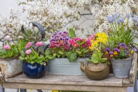 Un présentoir de pots de printemps. De gauche à droite, des marguerites bellis dans une théière bleue ; primevères en jardinière ; une primevère, Primula veris, plantée dans une bouilloire en laiton ; altos. Derrière, des muscaris.