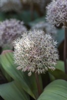 Allium karataviense, ail Kara tau, un bulbe avec une paire de larges feuilles glauques sous un globe à courte tige de fleurettes blanches en forme d'étoile, fleurissant à partir de mai.