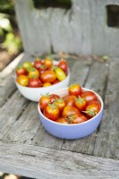 Bol de tomates cerises récoltées sur un banc en bois