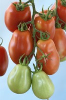 Solanum lycopersicum 'Roma VF' Tomates italiennes Syn. Lycopersicon esculentum août