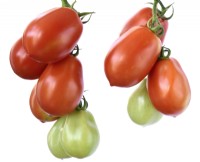 Solanum lycopersicum 'Roma VF' Tomates italiennes Syn. Lycopersicon esculentum août