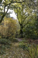 Un chemin couvert de feuilles mortes d'automne mène à une porte en bois ouverte entourée d'arbres à différents stades de couleurs automnales. La maison du jardin, Yelverton. Automne, novembre