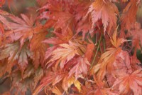 Acer palmatum, Ariane. Gros plan des feuilles d'automne. Automne, novembre