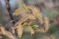 Feuillage d'automne de Metasequoia glyptostroboides Gold Rush. Fermer. Automne, novembre