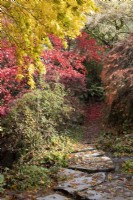 Chemin de tremplin couvert de feuilles mortes dans une clairière Acer. La maison du jardin, Yelverton. Automne, novembre