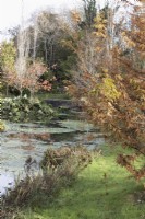 Feuillage d'automne de Metasequioa glyptostroboides Gold Rush à droite, avec un lac à gauche. La maison du jardin, Yelverton. Automne, novembre