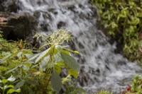 Impatiens parviflora, Small Balsam, pousse à côté d'une cascade. Automne, novembre