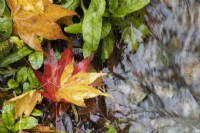 Les feuilles d'Acer palmatum aux couleurs vives et contrastées en rouge et jaune couvrent le sol tandis qu'un petit ruisseau coule à travers les feuilles. Fermer. Automne, novembre