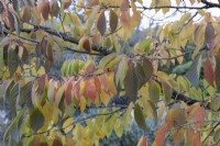 Feuillage d'automne de Prunus Taihaku. Fermer. Automne, novembre