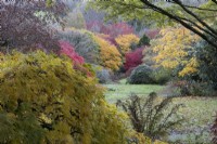 Une vue sur une clairière avec une variété de feuillage et de couleurs d'automne. La maison du jardin, Yelverton. Automne, novembre