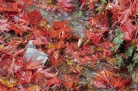 Les feuilles rouges de l'acer palmatum couvrent le sol tandis qu'un petit ruisseau coule à travers les feuilles. Fermer. Automne, novembre