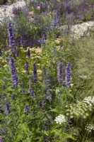 Créatrice : Carol Klein. RHS Hampton court Palace Garden Festival 2023. Parterre de fleurs d'été avec Agastache 'Black Adder' et Cenolophium denudatum - persil baltique - été.