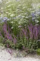 Créatrice : Carol Klein. Parterre de fleurs d'été délicat avec Deschampsia cespitosa 'Goldschleier', Salvia nemorosa 'Amethyst' et persil baltique - Cenolophium denudatum - en été.