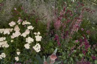 Sanguisorba menziesii, Salvia 'Wendy's Wish', achillea pâle et graminées ornementales dans un parterre de fleurs d'été.
