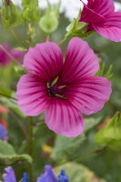 Lavatera trimestris, mauve royale, annuelle dressée avec des fleurs ouvertes en forme d'entonnoir roses ou blanches, certaines fortement veinées