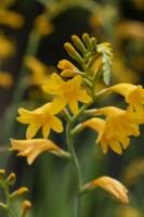 Crocosmia 'Suzanna', une plante vivace portant des épis de fleurs dorées en forme d'entonnoir en été.