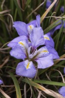 Iris unguiculaire syn. L'iris stylosa est un iris rhizomateux vigoureux. Feuilles persistantes ressemblant à de l'herbe et fleurs lavande pâle sur des tiges courtes. Fleurs dès le milieu de l'hiver.