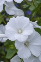 Lavatera trimestris, mauve royale, annuelle dressée avec des fleurs ouvertes en forme d'entonnoir roses ou blanches