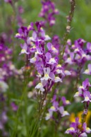 Linaria maroccana, linaire annuelle, annuelle dressée à fleurs à deux lèvres violettes, roses ou blanches.