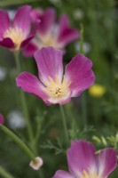 Eschscholzia californica 'Carmine King', pavot de Californie, floraison annuelle en été.