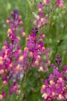 Linaria maroccana, linaire annuelle, annuelle dressée à fleurs à deux lèvres violettes, roses ou blanches.